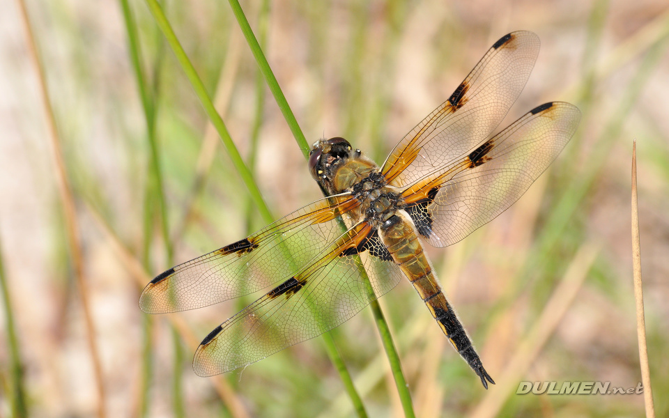 Four-spotted Chaser (Male, Libellula quadrimaculata)